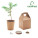 GROWTREE™ - mo6228-13 - variant Mo MO6228-13