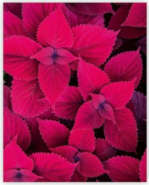 Drevený obraz Leaves - Reklamnepredmety