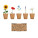 FLOWERS - mo6500-13 - variant Mo MO6500-13