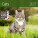 Kalender Cats - LP01-27_013 - variant He LP01-27