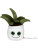 Schmoozies® Evergreenies® Aloe Vera - mbw160847-multicolour - variant 