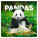 NOTIQUE Pandas 2026 Notizblock, 30 x 30 cm