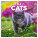 NOTIQUE Notizblock Katzen 2027, 30 x 30 cm - pgp-36310-v_tit - variant Pg PGP-36310-V