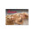Wandkalender Passion 2027