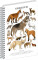 NOTIQUE Spiralnotizbuch Animalium – Canids, liniert, A4 - a-37263_tit - variant Pg A-37263